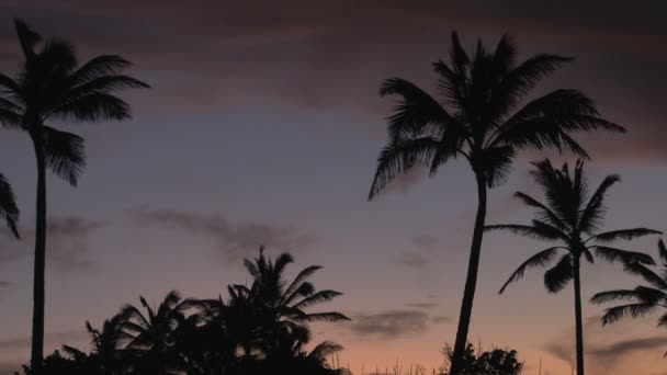 Закат над пальмовыми деревьями — стоковое видео