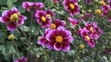 iki tonlu mor Aster