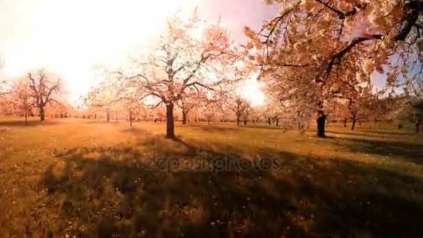 Pôr do sol árvores fundo primavera flores plantas natureza verão antena vista — Vídeo de Stock