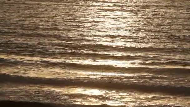 Solnedgång vågor med havsfiskmåsen — Stockvideo