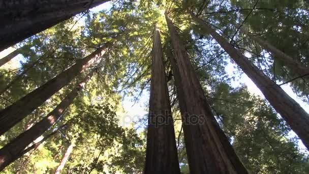 Topo da rotação sequoias — Vídeo de Stock