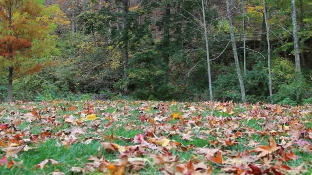 Pista a lo largo del bosque otoño — Vídeos de Stock