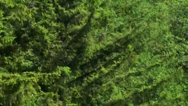 Sledování podél lesních stromů letecké — Stock video
