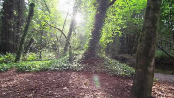 Tracking shot of sunlight through trees in redwoods — Stock Video