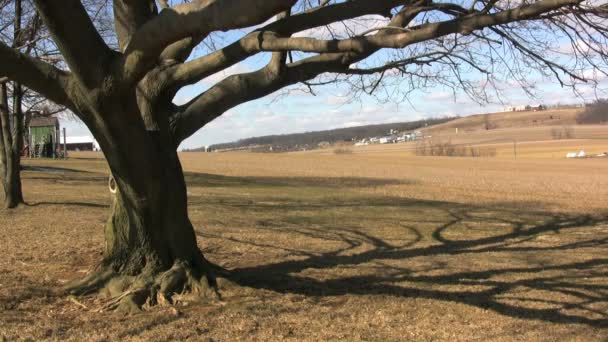 Дерево на фермі — стокове відео