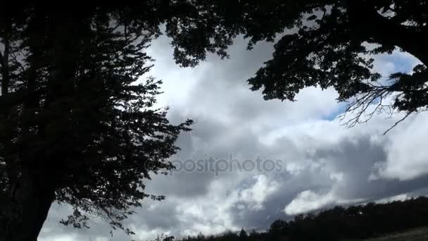 Trees blowing in the wind — Stock Video