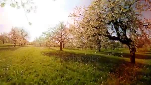 Bomen in de lente bloemen planten natuur achtergrond zomer luchtfoto — Stockvideo