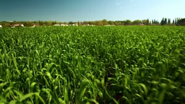 Campo de trigo verde vibrante — Vídeo de Stock