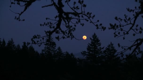 Vista de la luna desde el bosque — Vídeos de Stock