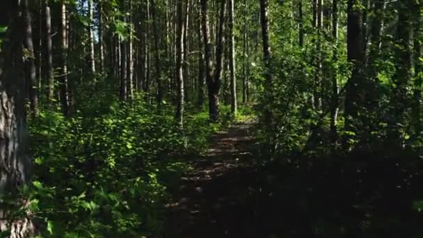 Wandelen door bospad door de rivier in alaska — Stockvideo