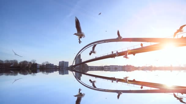 Vatten speglar bridge landskap fåglar flyger slowmotion sunset — Stockvideo