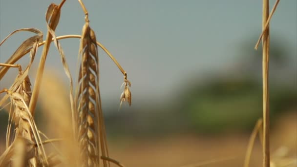 Buğday sapı raf odak birleştirmek için — Stok video