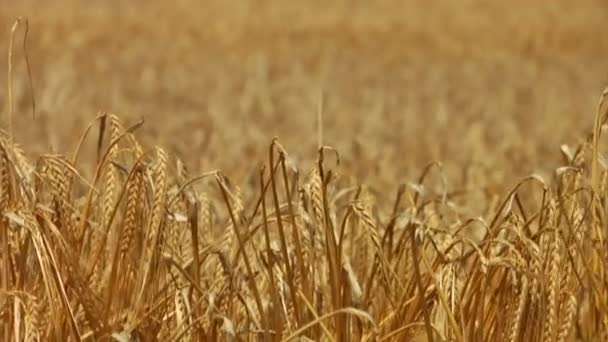 小麦相结合起来的倾斜 — 图库视频影像