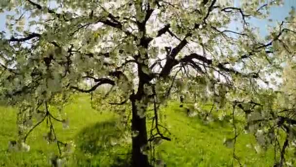 Printemps blanc arbres plantes nature arrière-plan été vue aérienne — Video