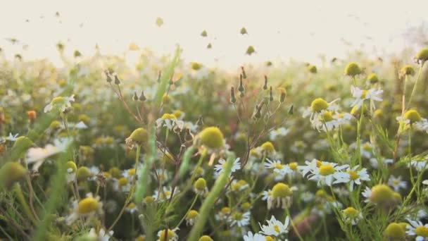 Té de manzanilla salvaje lento empuje en — Vídeos de Stock