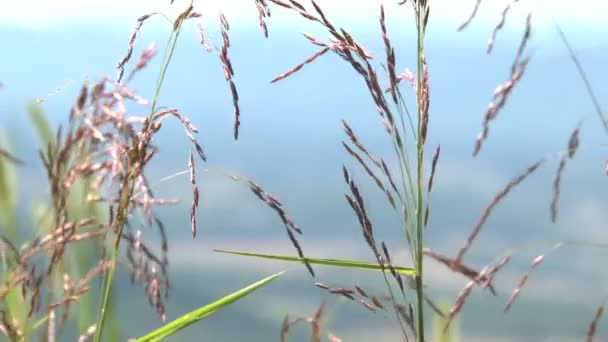 Flores silvestres fondo valle azul — Vídeo de stock