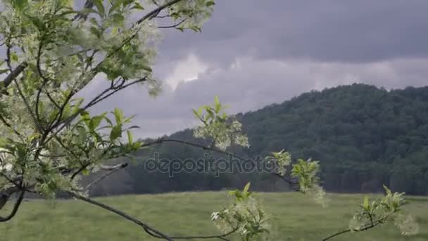 Ветреная ветвь в сельской местности — стоковое видео