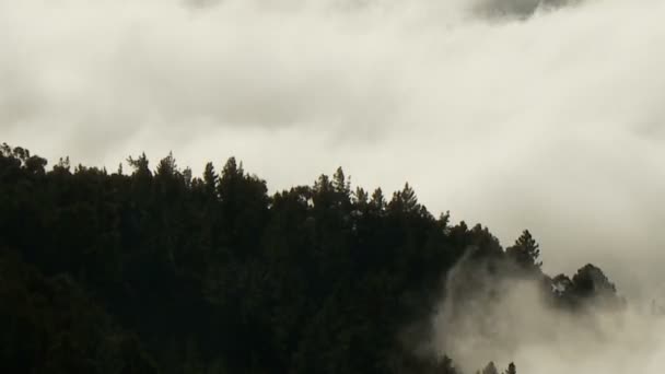 Nuvole wispy attraverso timelapse foresta di montagna — Video Stock