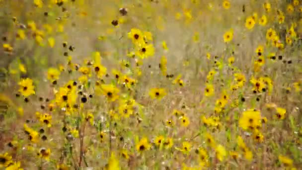 Timelapse flor amarilla prado — Vídeo de stock