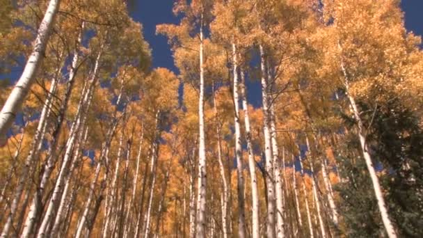 Yellow hued trees of aspen — Stock Video