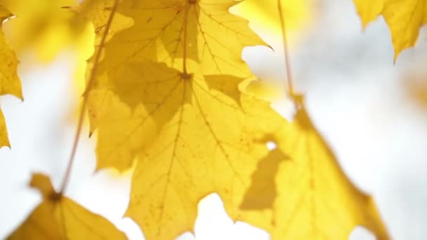 feuilles jaunes se balançant sur la branche d'arbre 