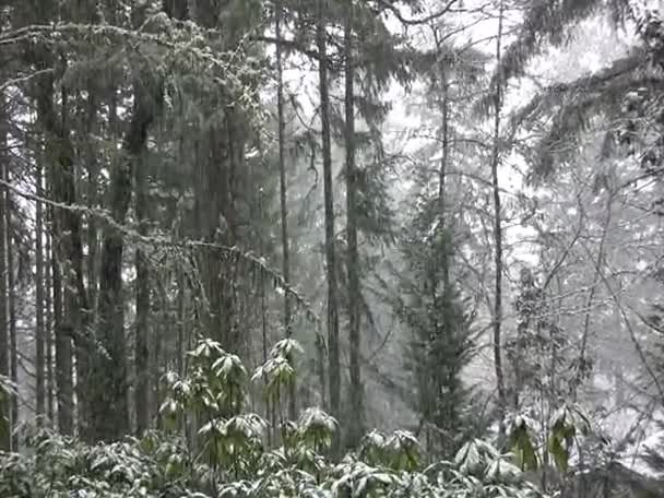 Zoom avant sur la neige dans la forêt de l'Oregon — Video