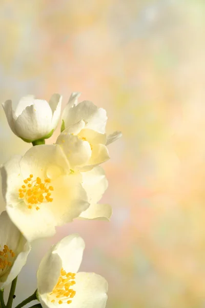 Flowers — Stock Photo, Image