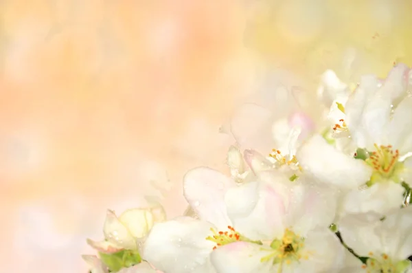 Blume des wilden Apfelbaums auf farbigem Hintergrund — Stockfoto