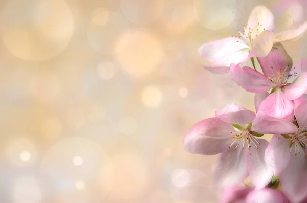 Flower of wild apple tree on a colored background — Stock Photo, Image