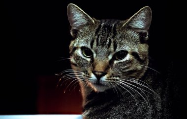 Güzel genç kedi poz 