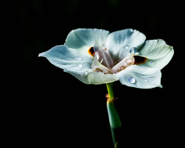 Bílá květina s kapkami vody — Stock fotografie