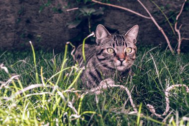 Brezilyalı stenografi tekir kedi tutarak onun en sevdiği kordon oyuncak çimenlerin üzerinde büyüleyici