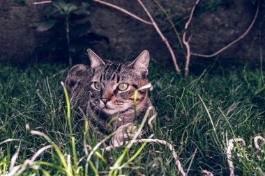 Brezilyalı stenografi tekir kedi tutarak onun en sevdiği kordon oyuncak çimenlerin üzerinde büyüleyici