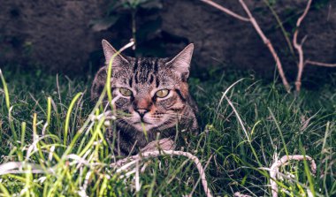 Brezilyalı stenografi tekir kedi tutarak onun en sevdiği kordon oyuncak çimenlerin üzerinde büyüleyici
