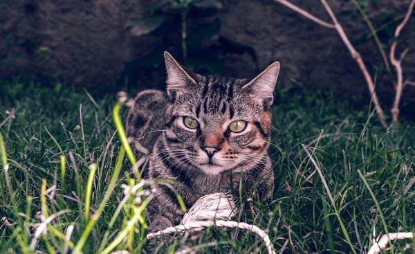 Affascinante brasiliano Shorthair Tabby Cat tenendo il suo giocattolo preferito del cavo sull'erba — Foto Stock