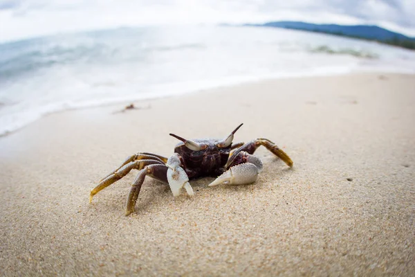 Crabe de sable drôle sur la plage, île de Samui, Thaïlande — Photo