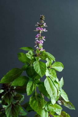 Üzerinde siyah bir arka plan bitki çiçek taze mor fesleğen