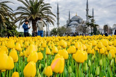  Lale Festivali Sultanahmet Meydanı Parkı manzaralı Sultan Ahmet
