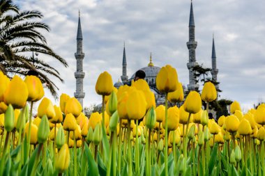 Lale Festivali görünümünde Sultanahmet Meydanı Parkı