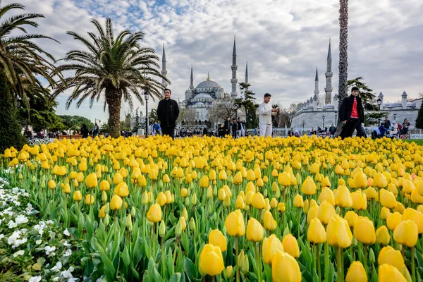 Lale Festivali Sultanahmet Meydanı Parkı manzaralı Sultan Ahmet — Stok fotoğraf