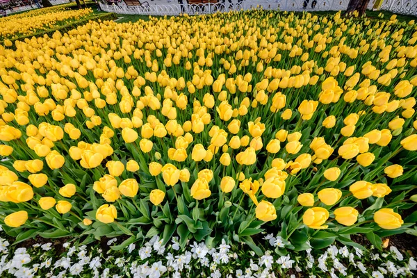 Tulip Festival in Sultanahmet Square.Many yellow tulips — Stock Photo, Image