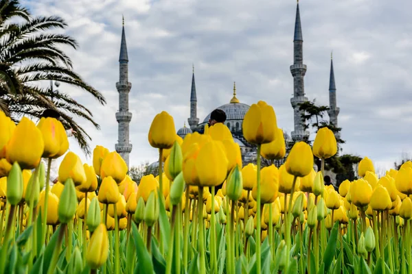 Lale Festivali görünümünde Sultanahmet Meydanı Parkı — Stok fotoğraf