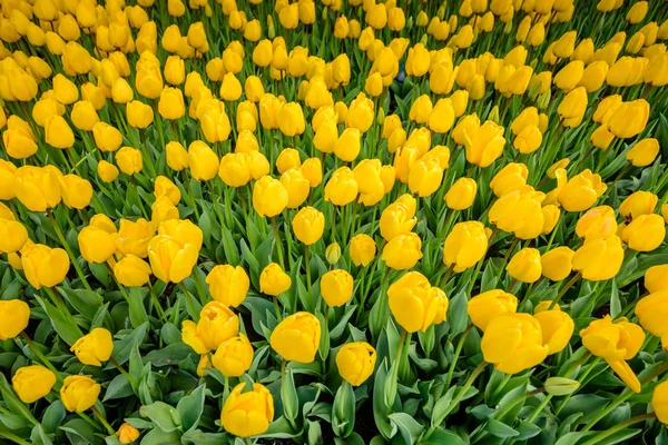 Many yellow tulips together — Stock Photo, Image