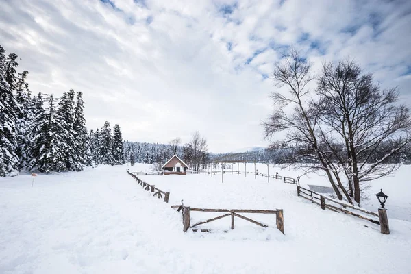 Χειμερινό Τοπίο Πευκοδάσος Μια Συννεφιασμένη Μέρα Θαμπό Ένα Μικρό Χασαποταβέρνες — Φωτογραφία Αρχείου