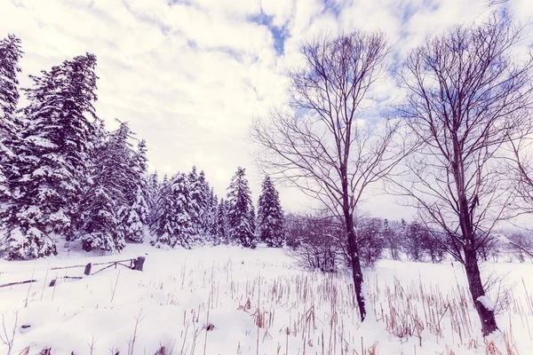 Winterlandschaft Mit Kiefernwald Einem Bewölkten Trüben Tag — Stockfoto