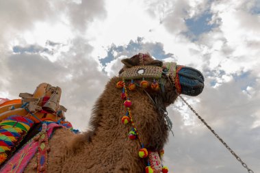 Türk bir deve hazır var ve selçuk arenada deve güreşi için renkli giyinmiş, Izmir, Türkiye'de popüler turistik deve güreşi 's.