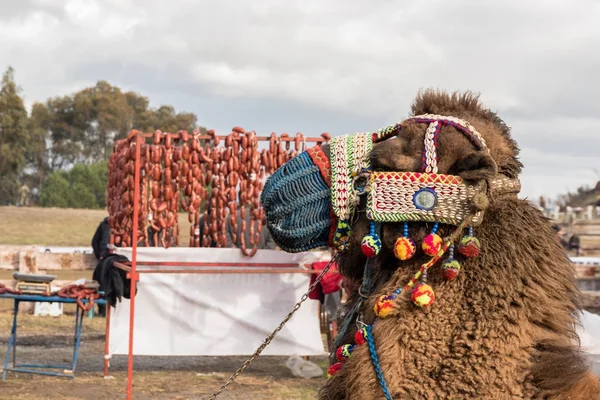 Turecki Wielbłąd Dostał Przygotowane Ubrani Kolorowe Dla Zapasy Wielbłądów Selcuk — Zdjęcie stockowe