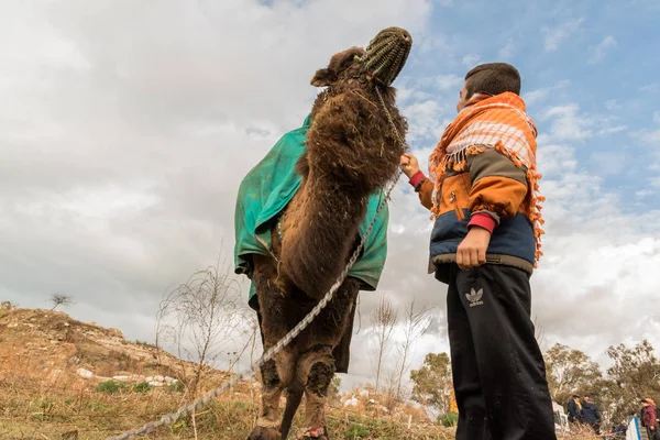 Een Turks Kind Gekleed Lokale Kleding Poseren Voor Kameel Die — Stockfoto