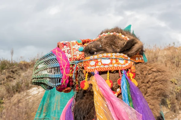 Camello Turco Preparó Vistió Colores Para Lucha Camellos Selcuk Arena — Foto de Stock