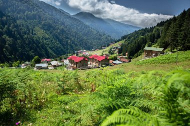 Landscape view of Ayder Plateau in Rize,Turkey.Ayder Valley is popular destination for summer tourism. clipart